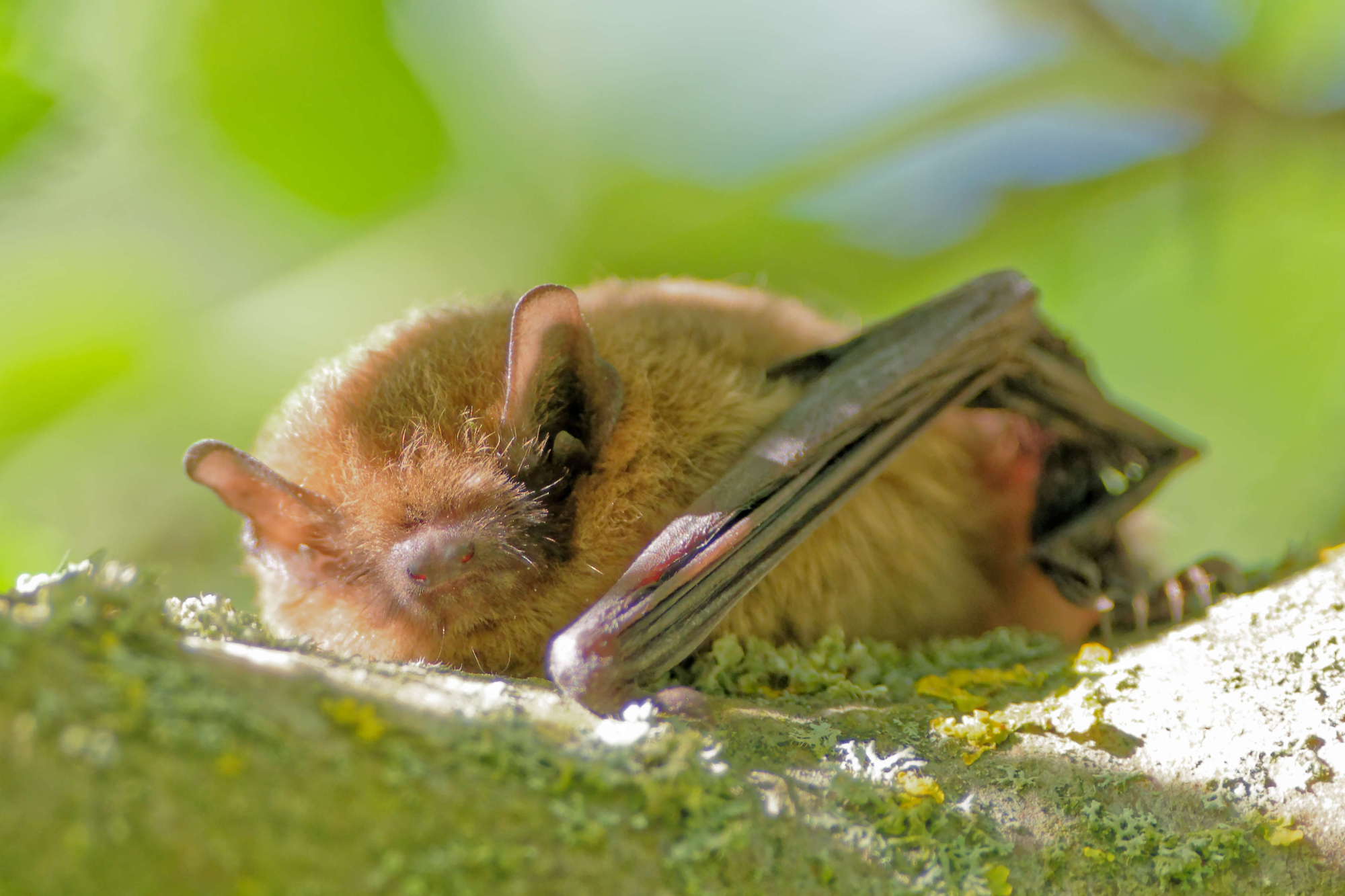 Batty Bat