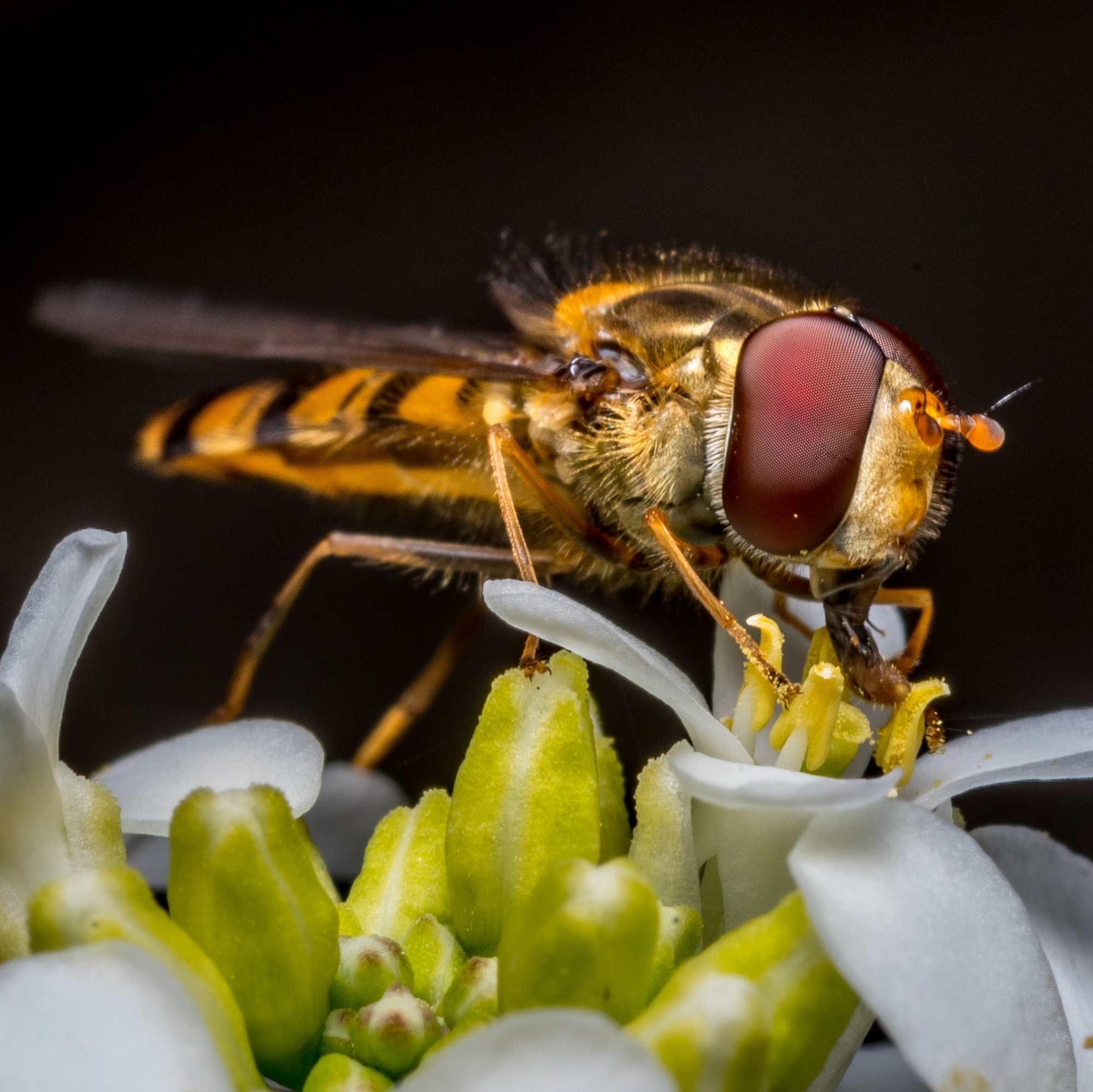 Hover fly