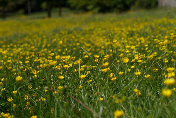 A Blizzard of Buttercups