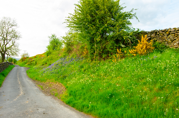 Blue and Yellow