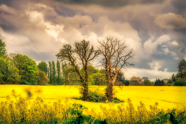 Fields of gold