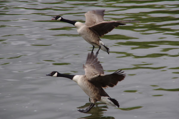 Geese on the Thames