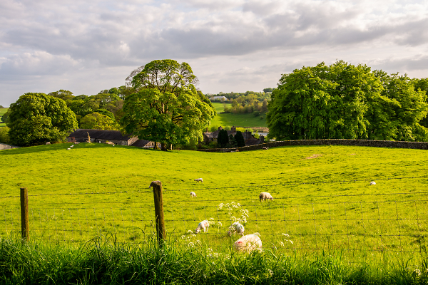 And Sheep May Safely Graze
