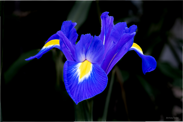 Iris