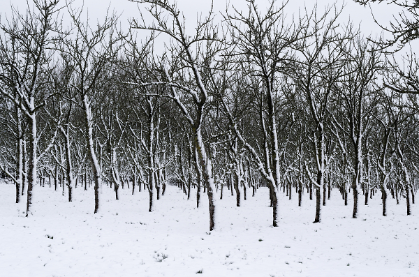 Snow and Apple Orchard
