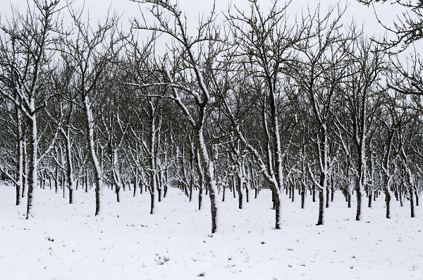 Snow and Apple Orchard