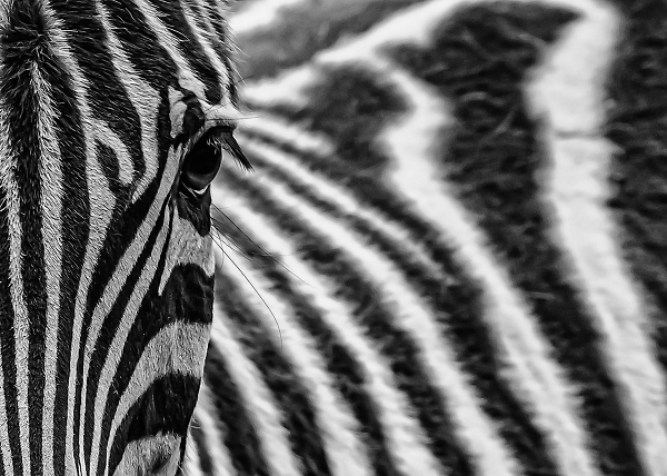 stripes see