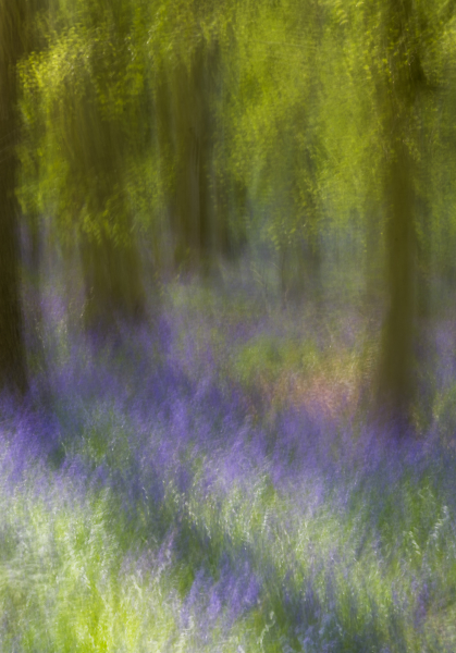 Sunlight through the Bluebell wood