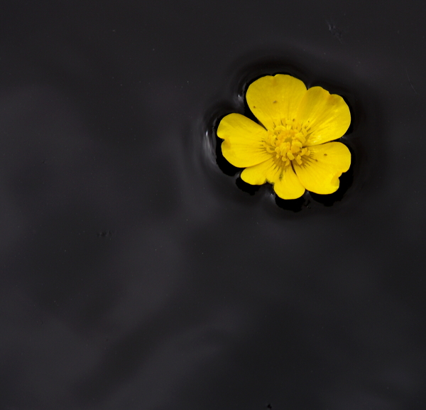 Surface Tension