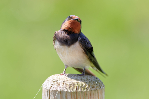 Swallow