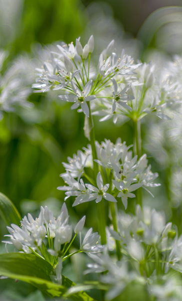 Wild Garlic Blossom