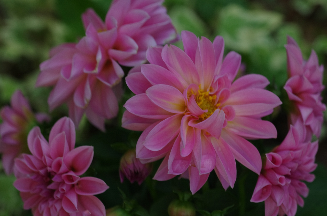 Dahlias  thriving