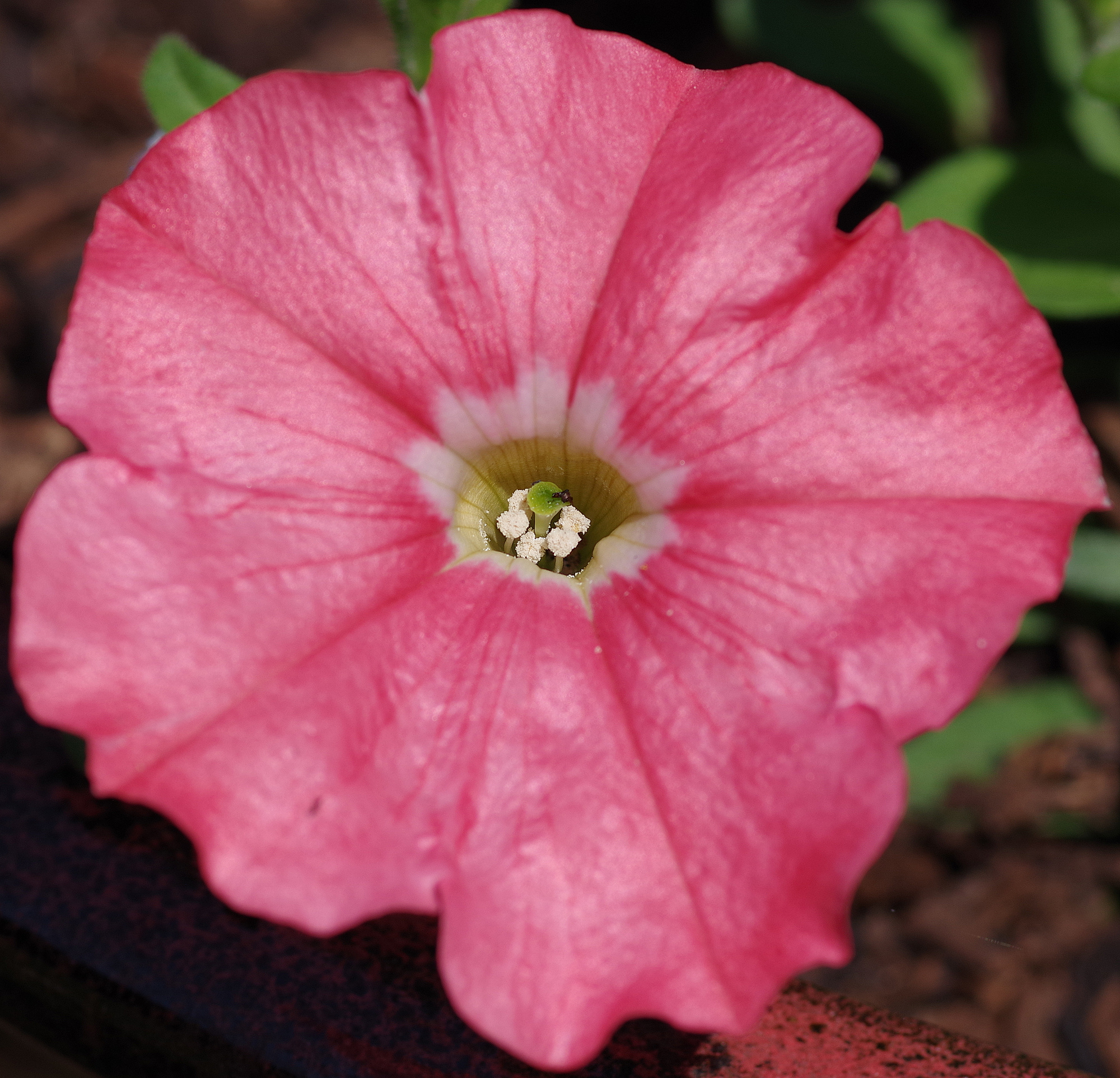 Petunia