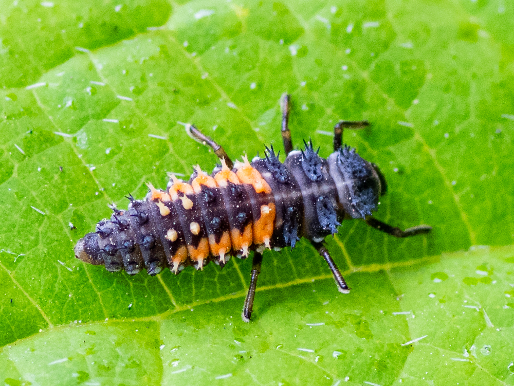 Asian Lady Beetle at Larva Stage