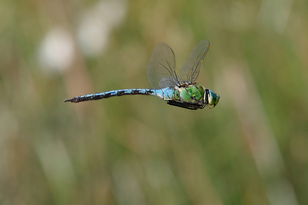 Male Southern Hawker
