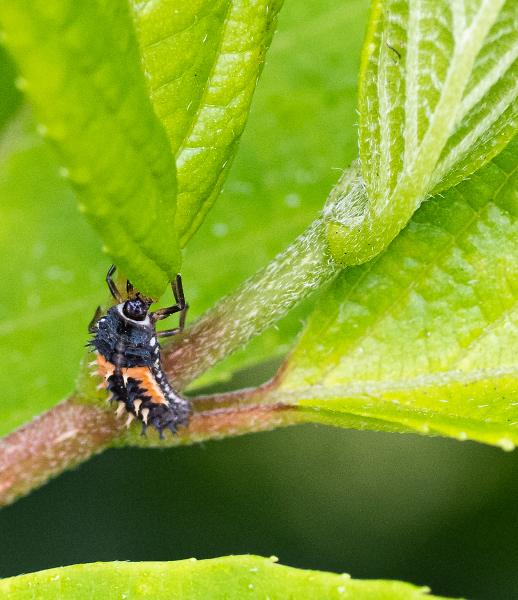 Asian Lady Beetle at Larva Stage