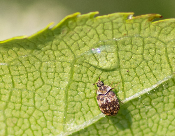 Carpet Beetle