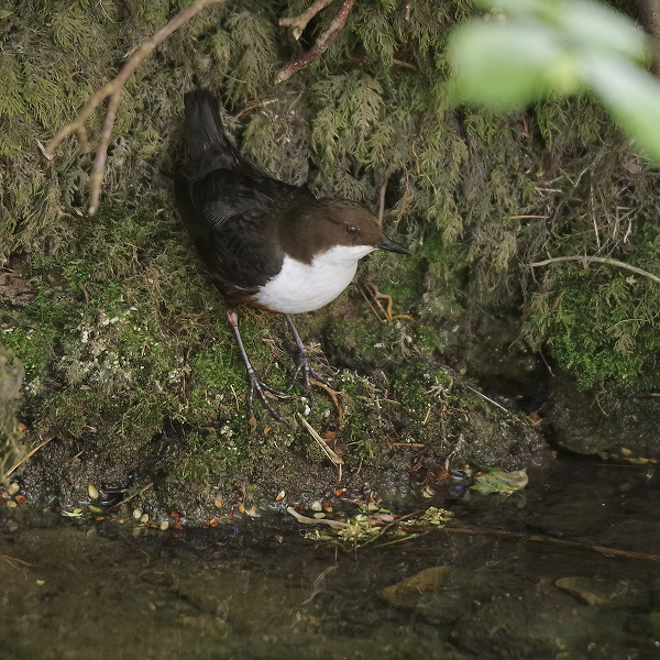 Dipper - cinclus cinclus