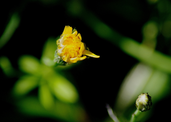 Hedgerow wanderings