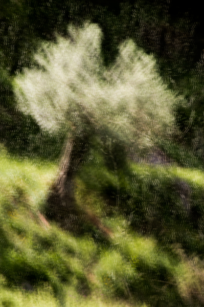 Morning Light on the Old Olive Tree