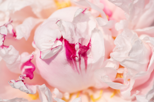 Peony