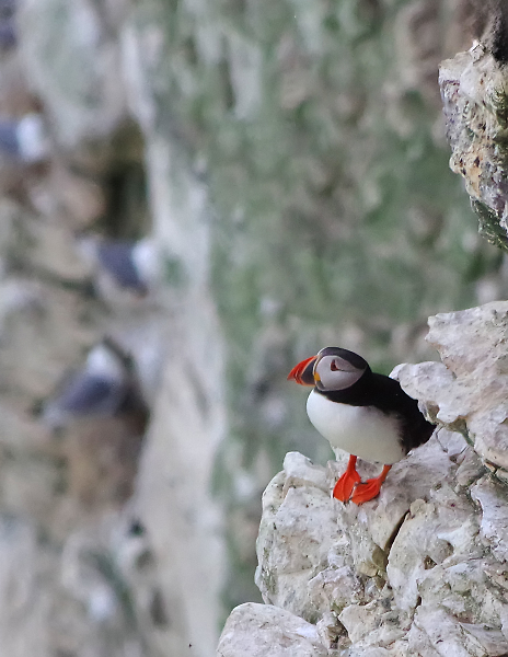 Puffin at Bempton Cliffs