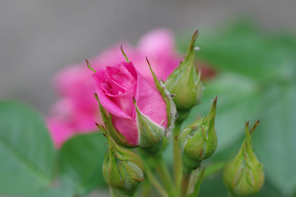 Rosebuds