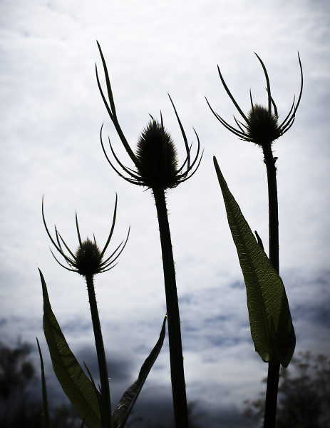 Teasels