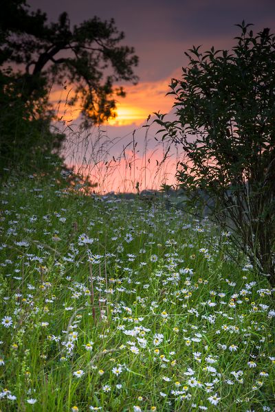 Wildflower Sunset