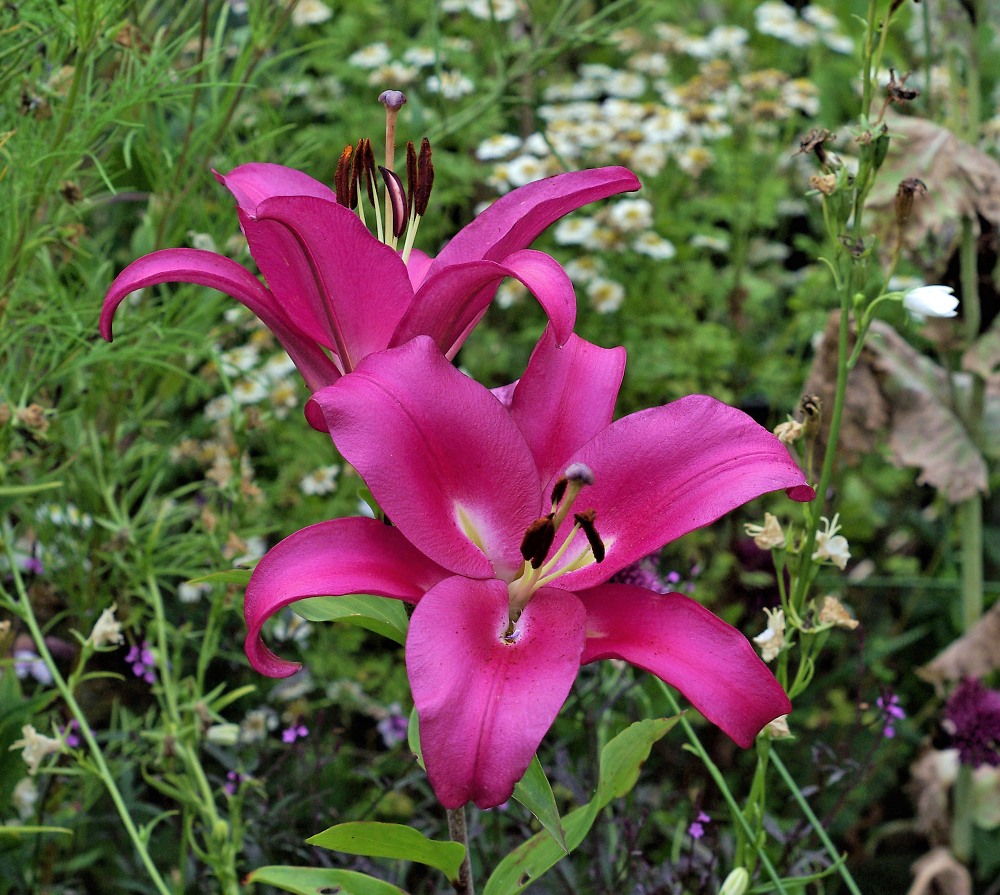 Lillies With a K10