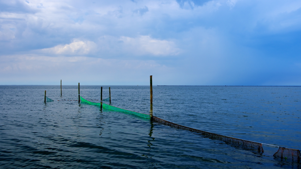 The net.