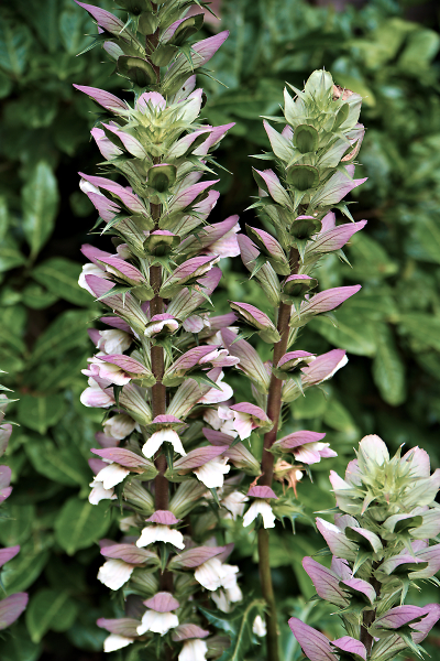Acanthus Spinosa (Bears Breeches)