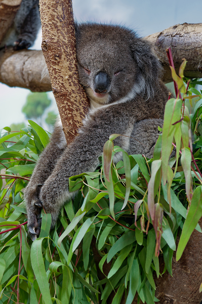 Busy being a Koala