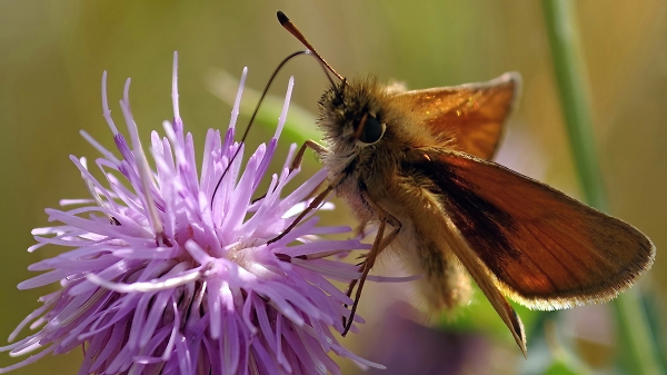 Essex skipper enjoying a thistle.