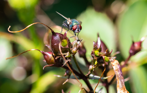 Greenbottle Fly on the Prowl