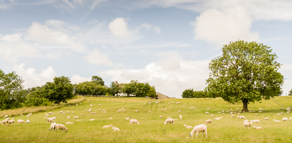 Hill-top-Farm.