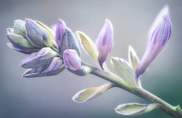 Hosta Blooms