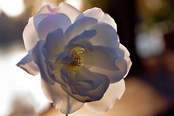 Iceberg Rose