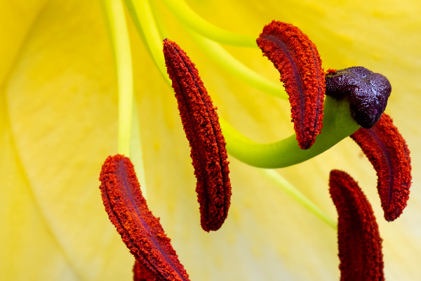 Lily