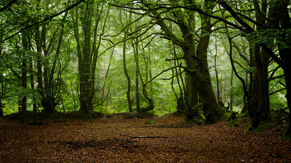 Misty Rainy Woods