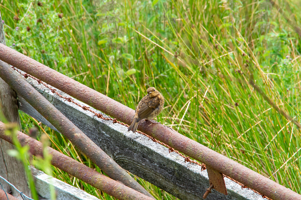 Robin (Juvenile)