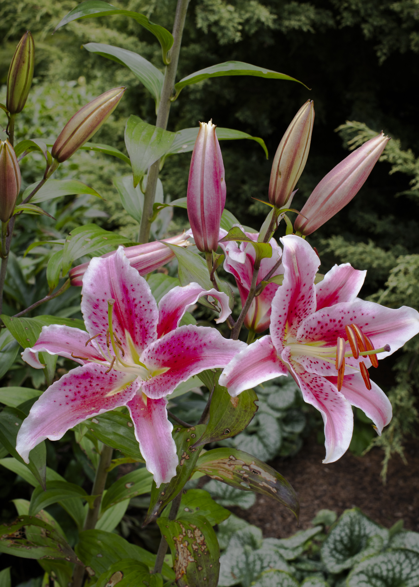 Lillies