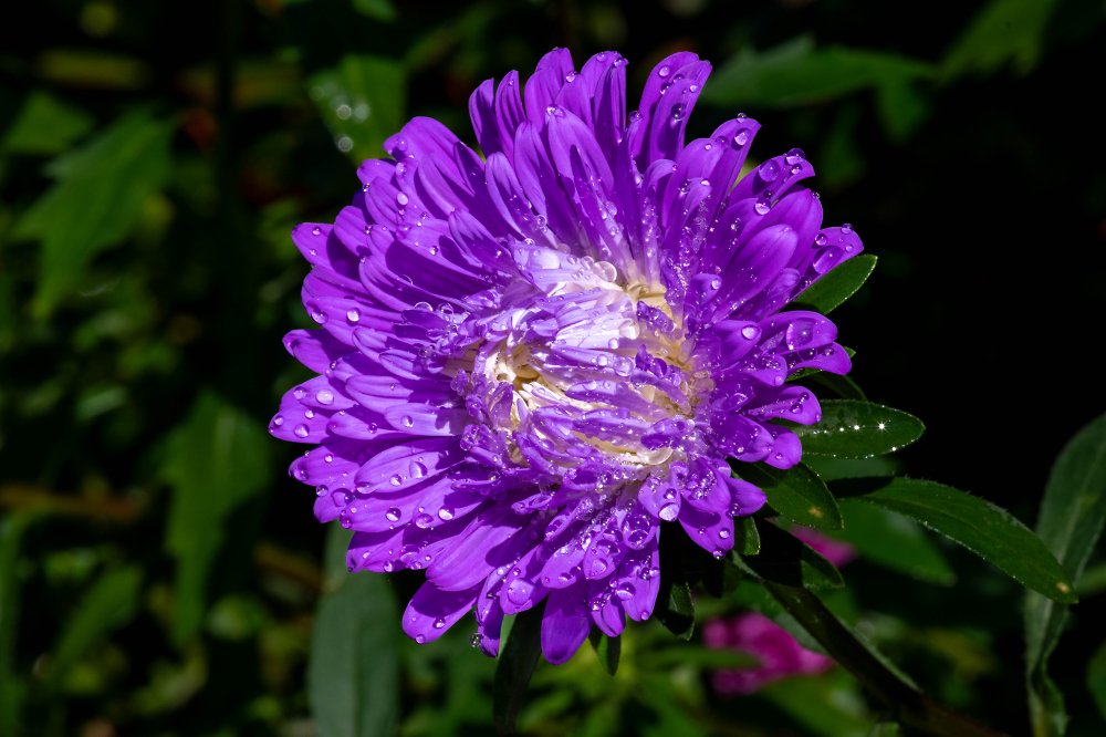 After Rain