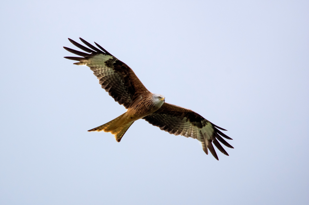 Red Kite by davidrobinson Pentax User