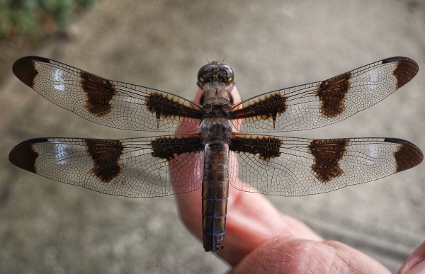 A Dragonfly on my finger