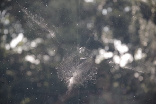 Bird Impression