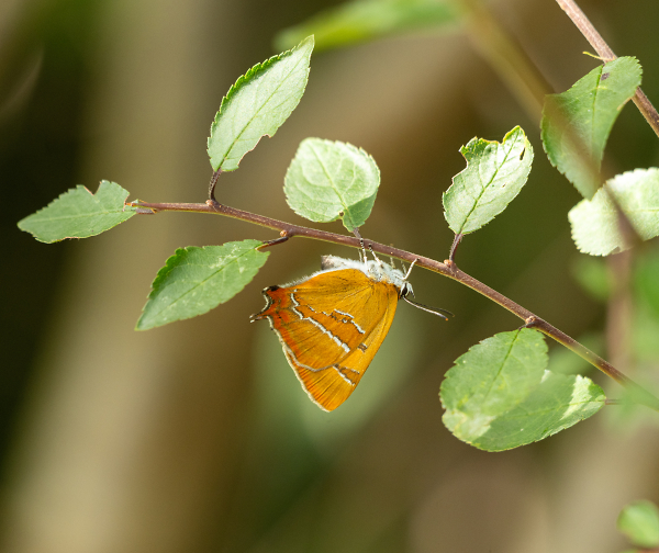 Brown Hairstreak.