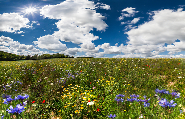 Colours of summer