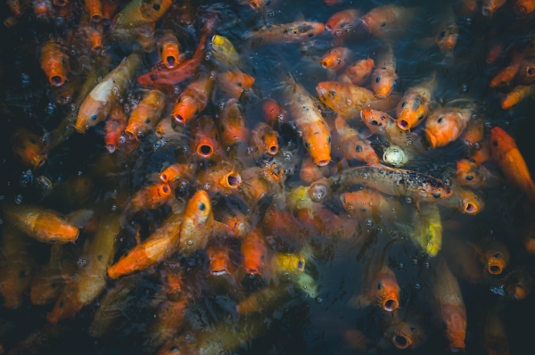 Goldfish Feeding 2