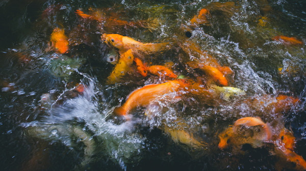 Goldfish Picture 1 of 3